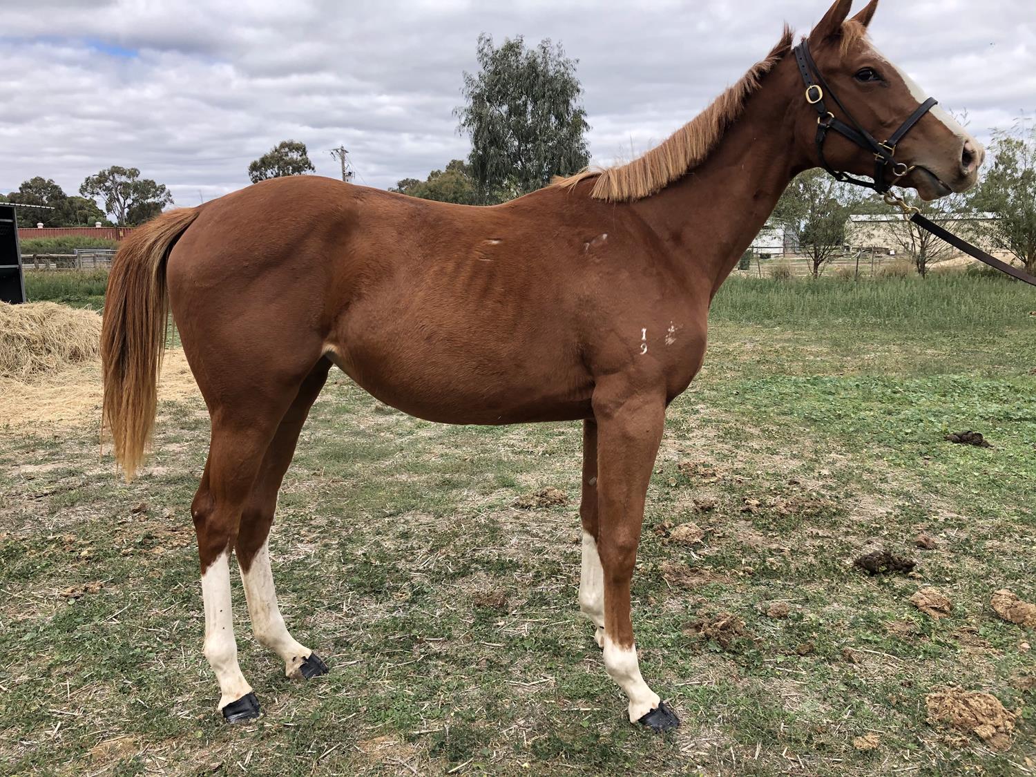 2021 APRIL (Late) Online Sale | Inglis Digital Online Auctions